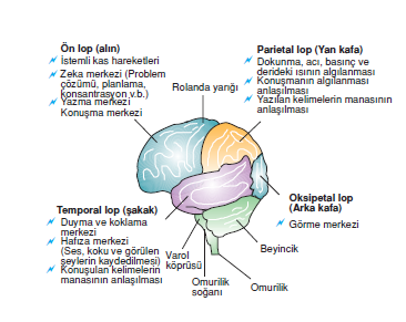 beyinin_kisimlari