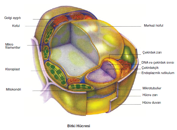 bitki_hucresi