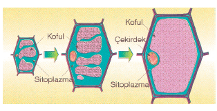bitki_hucresi_001
