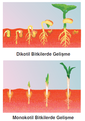 bitkilerde_gelişme