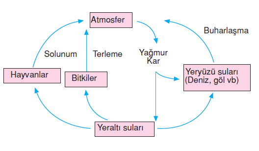 bitkilerde_terleme