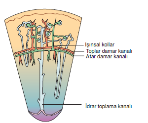 bobrek