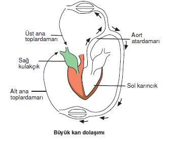 buyuk_kan_dolasimi