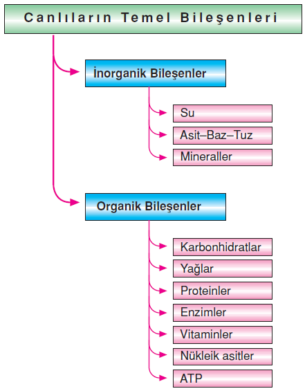 canlilarin_temel_bilesenleri