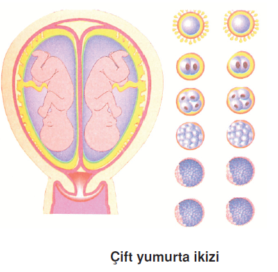 cift_yumurta_ikizi