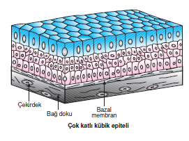 cok_Katli_Kübik_Epitel