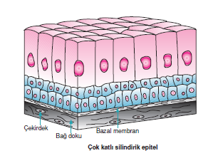 cok_Katli_Silindirik_Epitel