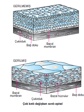 cok_katli_degişken_s›rali_epitel