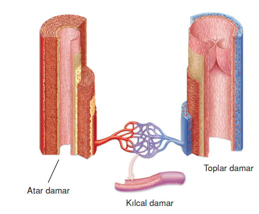 damarlar