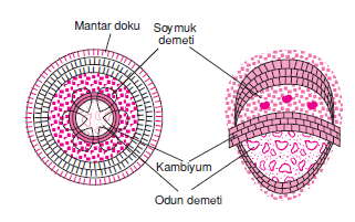 demetli_bitkiler