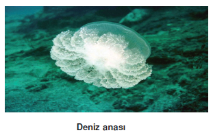 deniz_anasi