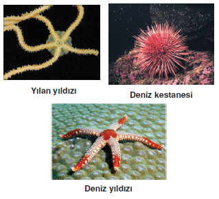 deniz_yildizi