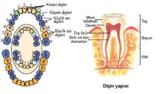 disin_yapisi