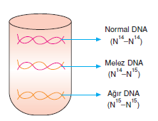 dna_