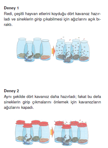 embriyolarin_gelisim_evreleri