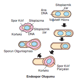 endospor_olusumu