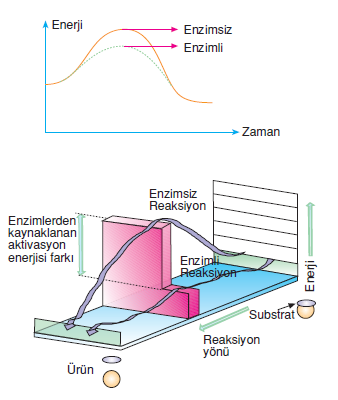 enzimler