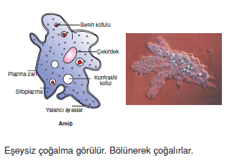 eseysiz_cogalma