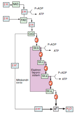 ets_sistemi