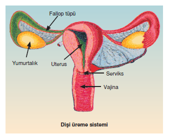 Disi Ureme Sistemi Bilgicik Com Bilgicik Com