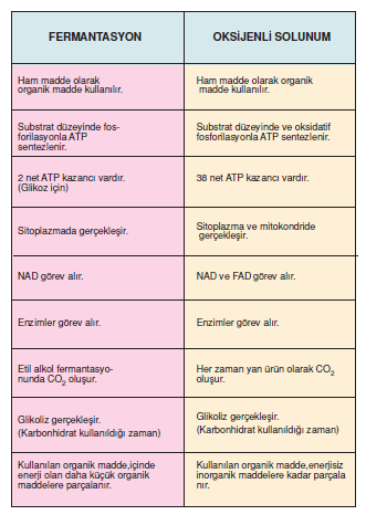 fermantasyon-_oksijenli_solunum