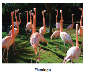 flamingo