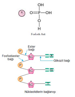 fosfat_grubu