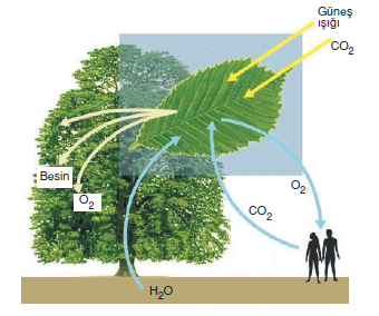 fotosentez_olusumu