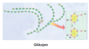 glikojen