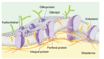 glikolipid