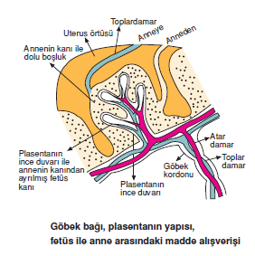 gobek_bagi