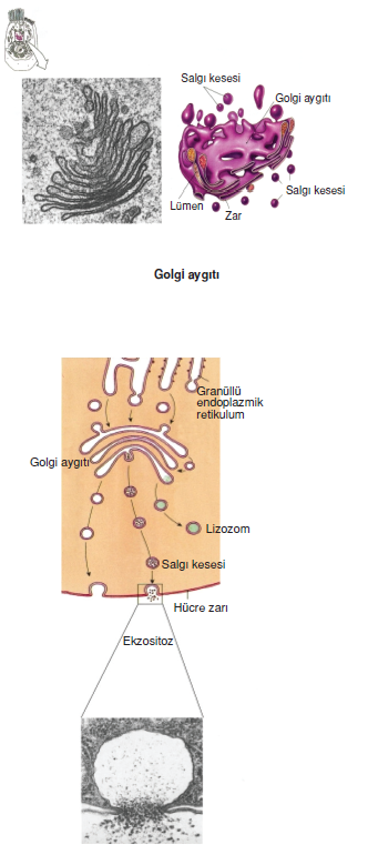 golgi_aygiti