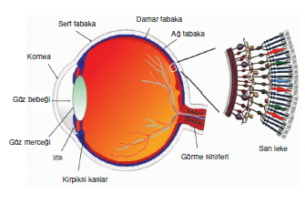 gozun_tabakalari