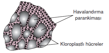 havalandirma_parankimasi