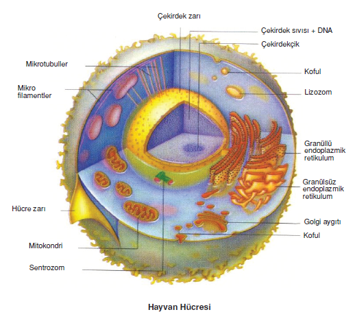 hayvan_hucresi
