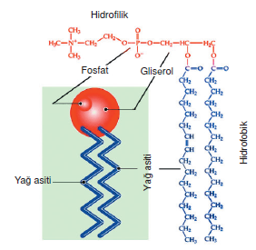 hidrofilik