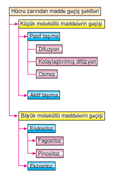 hucre_zarindan_madde_gecis_sekilleri