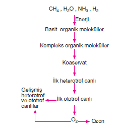 ilk_ototrof_canli