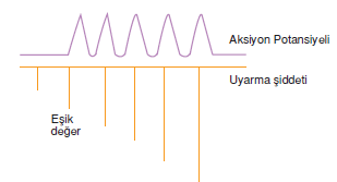 impulus_olusumu