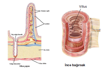 ince_bagirsak