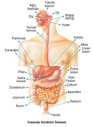 insanda_Sindirim_Sistemi