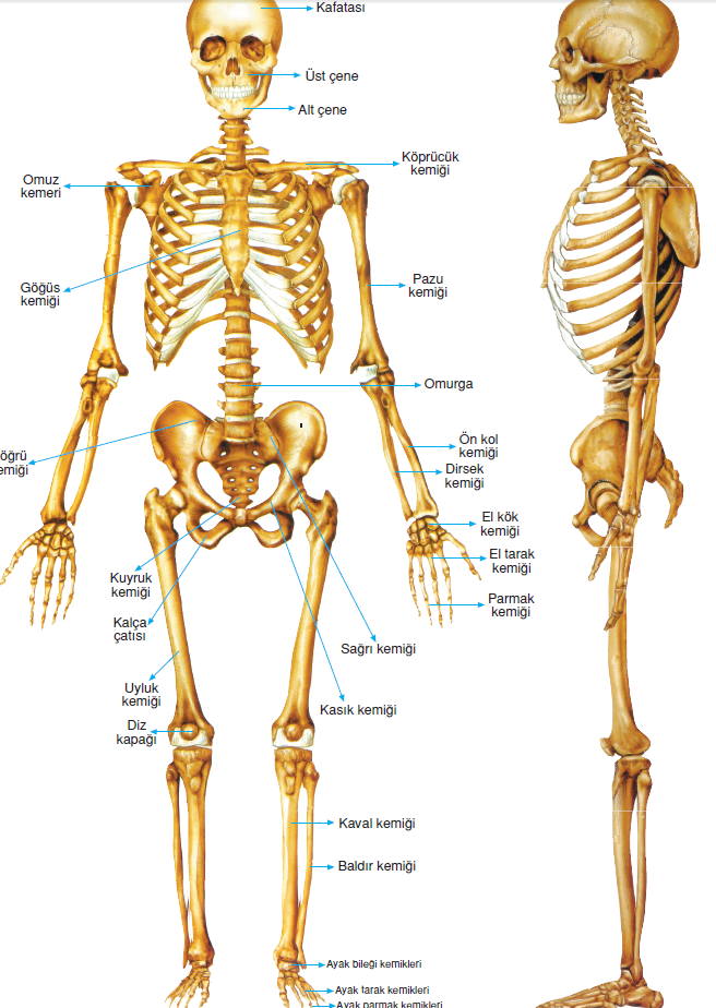 iskelet_sistemi
