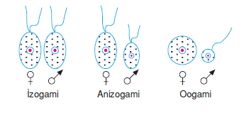 izogami