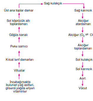 kalbe_tasima