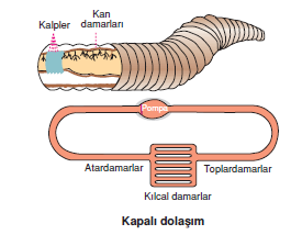 kapali_dolasim