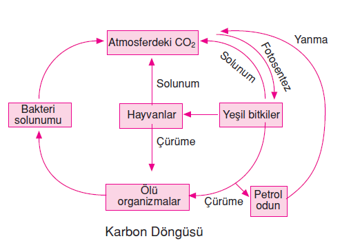 karbon_dongusu