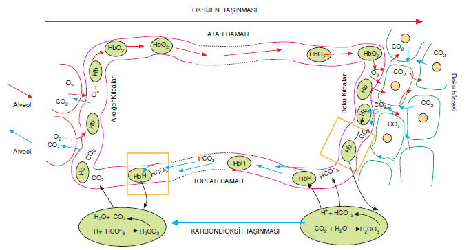 karbondioksit_tasinmasi_001