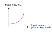 klorofil_sayisi