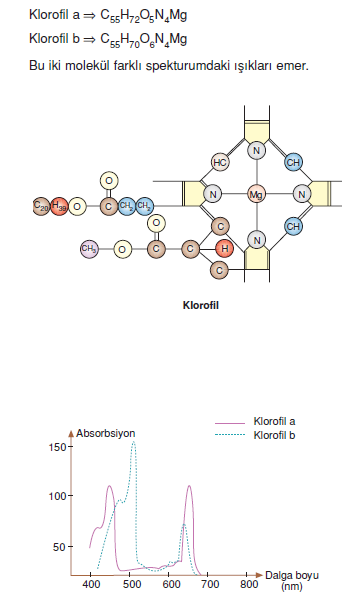 klorofilin_yapisi