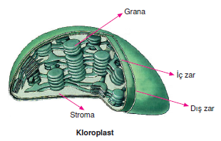 kloroplast